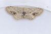 Idaea dimidiata